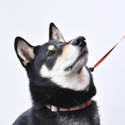 ワンちゃんの飼い主様へ