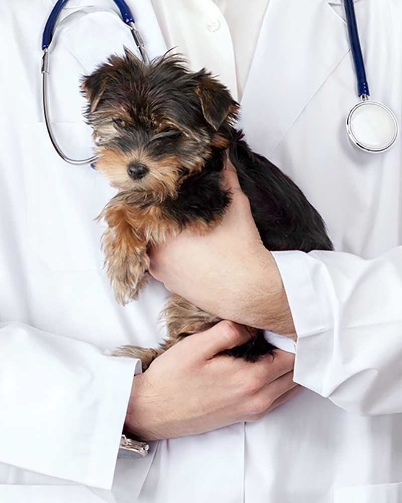 院長 獣医師 來海 隆治